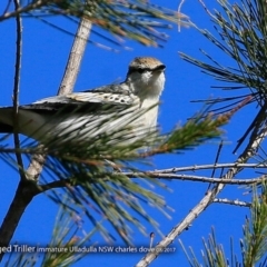 Lalage tricolor (White-winged Triller) at Undefined - 14 Aug 2017 by Charles Dove