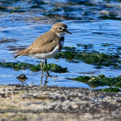 Anarhynchus bicinctus (Double-banded Plover) at South Pacific Heathland Reserve - 10 Aug 2017 by CharlesDove