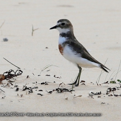 Anarhynchus bicinctus (Double-banded Plover) at Dolphin Point, NSW - 9 Aug 2017 by CharlesDove