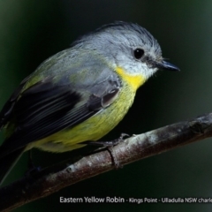 Eopsaltria australis (Eastern Yellow Robin) at Undefined - 12 Aug 2017 by CharlesDove