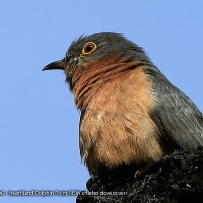 Cacomantis flabelliformis (Fan-tailed Cuckoo) at Meroo National Park - 15 Aug 2017 by CharlesDove