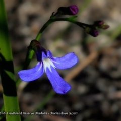 Lobelia dentata/gibbosa (Lobelia dentata or gibbosa) at South Pacific Heathland Reserve - 8 Aug 2017 by CharlesDove