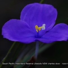 Patersonia (genus) at South Pacific Heathland Reserve - 8 Aug 1917 by CharlesDove