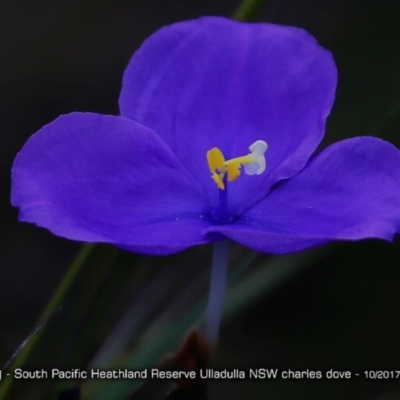 Patersonia sp. at South Pacific Heathland Reserve - 7 Aug 1917 by Charles Dove