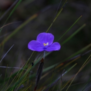 Patersonia (genus) at South Pacific Heathland Reserve - 8 Aug 1917 12:00 AM