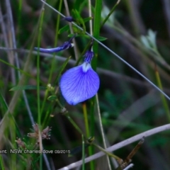Pigea vernonii subsp. vernonii (Erect Violet) at Dolphin Point, NSW - 8 Aug 2017 by CharlesDove