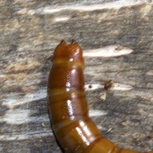 Tenebrionidae (family) at Acton, ACT - 4 Jun 2018