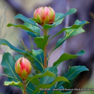 Telopea speciosissima (NSW Waratah) at South Pacific Heathland Reserve - 7 Aug 2017 by CharlesDove