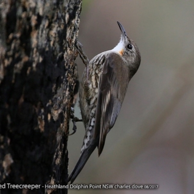 Cormobates leucophaea (White-throated Treecreeper) at Meroo National Park - 11 Aug 2017 by CharlesDove