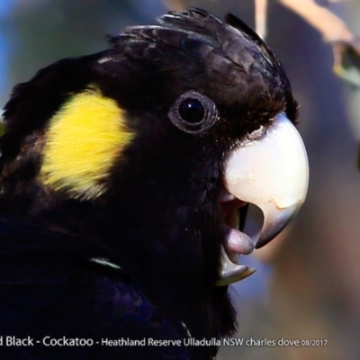 Zanda funerea (Yellow-tailed Black-Cockatoo) at South Pacific Heathland Reserve - 9 Aug 2017 by Charles Dove