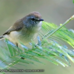 Gerygone mouki (Brown Gerygone) at Undefined - 2 Aug 2017 by Charles Dove