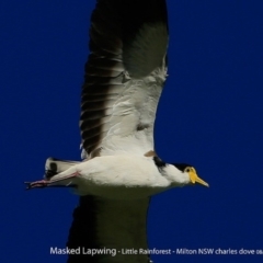 Vanellus miles (Masked Lapwing) at Milton Rainforest Walking Track - 31 Jul 2017 by Charles Dove