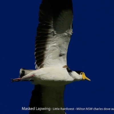 Vanellus miles (Masked Lapwing) at Milton Rainforest Walking Track - 31 Jul 2017 by Charles Dove