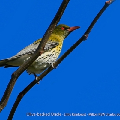 Oriolus sagittatus (Olive-backed Oriole) at Milton Rainforest Walking Track - 3 Aug 2017 by Charles Dove