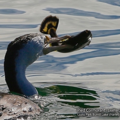 Phalacrocorax varius (Pied Cormorant) at Burrill Lake, NSW - 2 Aug 2017 by CharlesDove