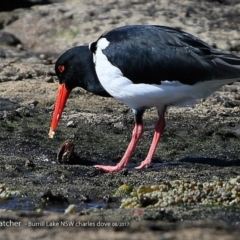 Haematopus longirostris (Australian Pied Oystercatcher) at Dolphin Point, NSW - 3 Aug 2017 by CharlesDove