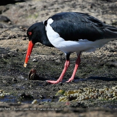 Haematopus longirostris (Australian Pied Oystercatcher) at Dolphin Point, NSW - 3 Aug 2017 by CharlesDove