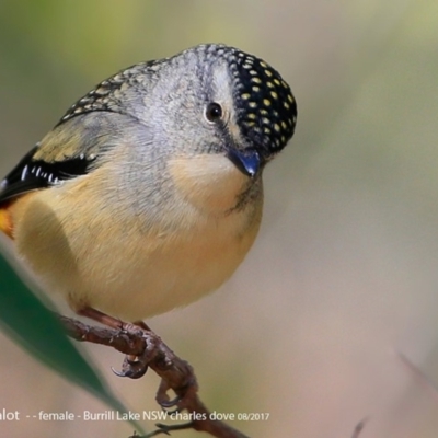 Pardalotus punctatus (Spotted Pardalote) at Meroo National Park - 3 Aug 2017 by Charles Dove