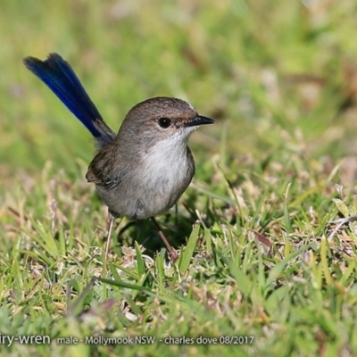 Malurus cyaneus (Superb Fairywren) at Undefined - 31 Jul 2017 by Charles Dove