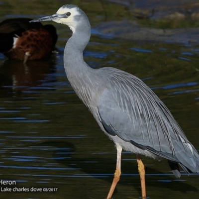 Egretta novaehollandiae (White-faced Heron) at Burrill Lake, NSW - 4 Aug 2017 by CharlesDove