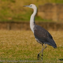 Ardea pacifica (White-necked Heron) at  - 4 Aug 2017 by CharlesDove