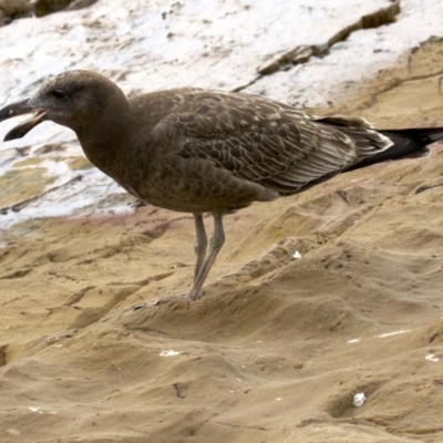 Larus pacificus (Pacific Gull) at Batemans Marine Park - 2 Jun 2018 by jb2602