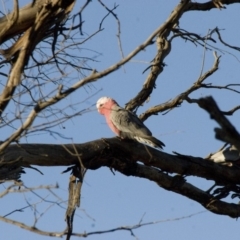 Eolophus roseicapilla (Galah) at Michelago, NSW - 22 Aug 2011 by Illilanga