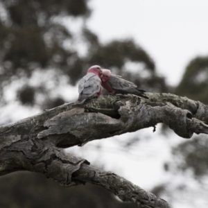 Eolophus roseicapilla at Michelago, NSW - 11 Oct 2015 09:39 AM