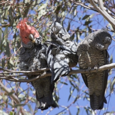 Callocephalon fimbriatum (Gang-gang Cockatoo) at Michelago, NSW - 14 Sep 2017 by Illilanga