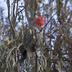 Callocephalon fimbriatum at Michelago, NSW - suppressed