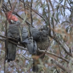 Callocephalon fimbriatum at Michelago, NSW - 14 Sep 2017