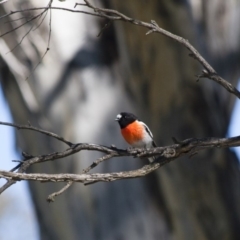 Petroica boodang (Scarlet Robin) at Michelago, NSW - 13 Apr 2012 by Illilanga