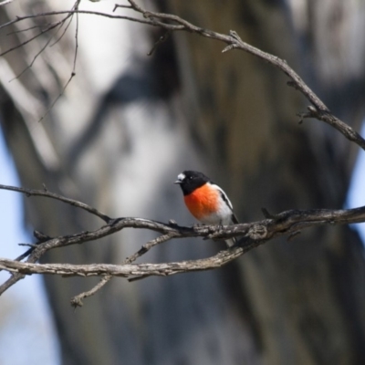 Petroica boodang (Scarlet Robin) at Michelago, NSW - 13 Apr 2012 by Illilanga
