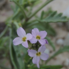 Cakile maritima (Sea Rocket) at Batemans Marine Park - 6 Jun 2014 by MichaelBedingfield