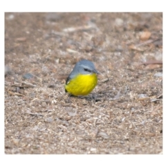 Eopsaltria australis (Eastern Yellow Robin) at Bald Hills, NSW - 4 Jun 2018 by JulesPhotographer