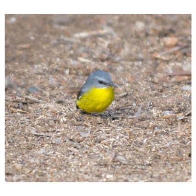 Eopsaltria australis (Eastern Yellow Robin) at Bald Hills, NSW - 4 Jun 2018 by JulesPhotographer