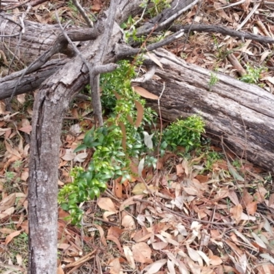 Asparagus asparagoides (Bridal Creeper, Florist's Smilax) at Ainslie, ACT - 6 Jun 2018 by SilkeSma