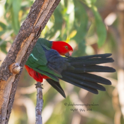 Alisterus scapularis (Australian King-Parrot) at Bald Hills, NSW - 3 Jun 2018 by JulesPhotographer