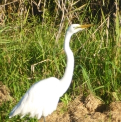 Ardea alba (Great Egret) at Pambula, NSW - 30 Apr 2017 by JanetRussell