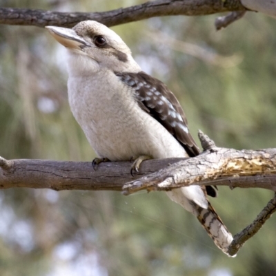 Dacelo novaeguineae (Laughing Kookaburra) at Acton, ACT - 4 Jun 2018 by jbromilow50