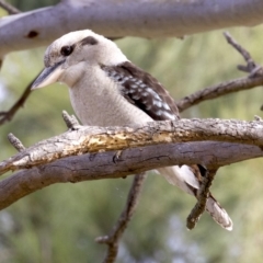 Dacelo novaeguineae at Acton, ACT - 4 Jun 2018