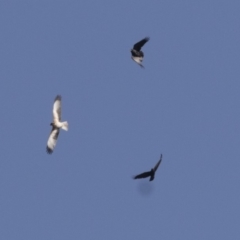 Hieraaetus morphnoides (Little Eagle) at Fyshwick, ACT - 25 May 2018 by Alison Milton