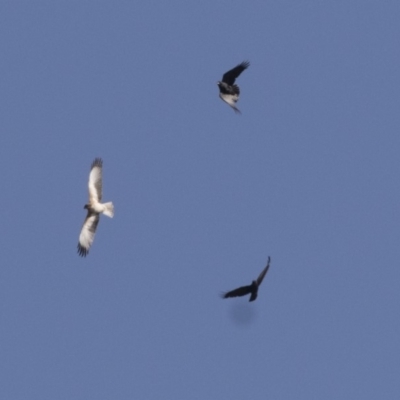 Hieraaetus morphnoides (Little Eagle) at  - suppressed by AlisonMilton