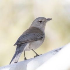 Colluricincla harmonica (Grey Shrikethrush) at Fyshwick, ACT - 25 May 2018 by Alison Milton