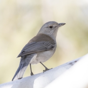 Colluricincla harmonica at Fyshwick, ACT - 25 May 2018 12:48 PM