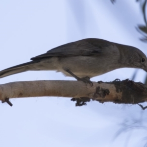 Colluricincla harmonica at Fyshwick, ACT - 25 May 2018 12:48 PM