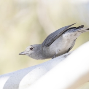 Colluricincla harmonica at Fyshwick, ACT - 25 May 2018 12:48 PM