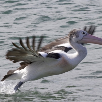 Pelecanus conspicillatus (Australian Pelican) at Batemans Marine Park - 1 Jun 2018 by jb2602
