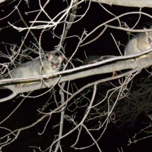 Trichosurus vulpecula at Ainslie, ACT - 3 Jun 2018