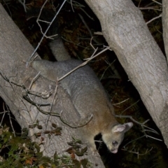 Trichosurus vulpecula at Ainslie, ACT - 3 Jun 2018